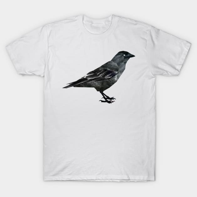 Jackdaw T-Shirt by Babban Gaelg